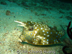 in Mindoro 2007/07 by Chih Chiang Huang 
